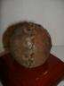 19th Century Lemon Peel Ball 72